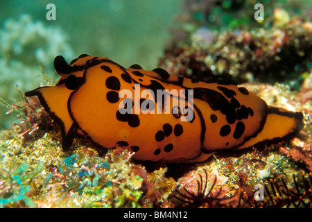 Pleurobranch Sidegill Slug, Berthella martensi, Puerto Galera, Mindoro Island, Filippine Foto Stock