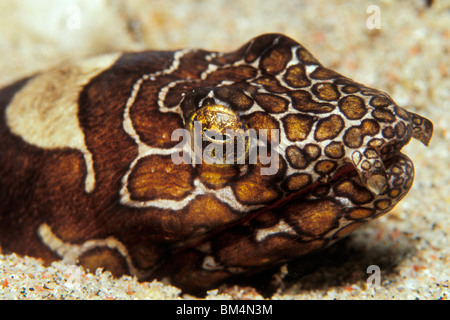 Napoleone Snake Anguilla, Ophichthus bonaparti, Puerto Galera, Mindoro Island, Filippine Foto Stock