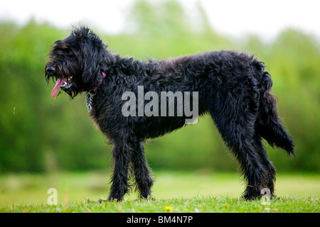 Un nero Labradoodle cucciolo si erge con la sua linguetta appendere fuori in un paese park Foto Stock