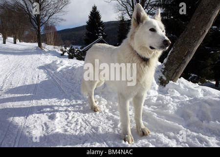 Grande cane bianco aspetta in inverno sul modo di neve Foto Stock