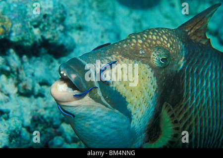 Foto Stock