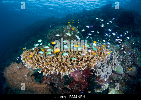 Castagnole passare il puntatore del mouse su Coral Reef, Chromis sp., Cabilao Island, Visayas isole, Filippine Foto Stock