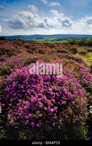 Heather in fiore a inizio autunno sul Parco Nazionale di Exmoor vicino a Porlock nel Somerset in Inghilterra. I terreni agricoli e Dunkery Hill si trovano nella distanza. Foto Stock