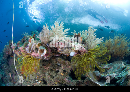 Lo Snorkeling Oltre coralli colorati, Raja Ampa, Papua occidentale, in Indonesia Foto Stock