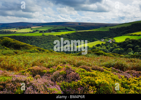 Bell erica e ginestre in fiore a inizio autunno sul Parco Nazionale di Exmoor vicino con Dunkery Beacon oltre. Porlock, Somerset, Inghilterra. Foto Stock