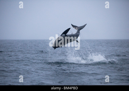 Violare il grande squalo bianco le catture in preda, Carcharodon carcharias, Gansbaai, Sud Africa Foto Stock