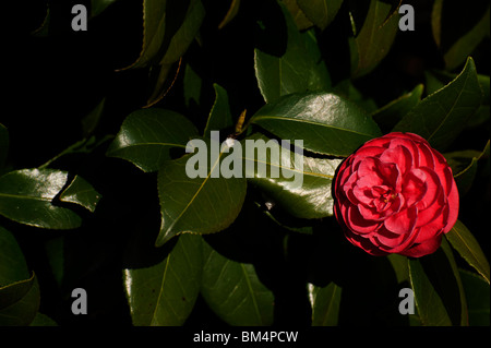 Rosso, multi-petaled Camellia japonica fioritura contro scuro foglie lucide. Foto Stock