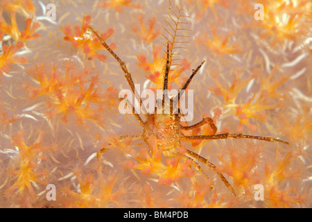 Granseola su Soft Coral, Hyastenus sp., South Pacific Solomones isole Foto Stock