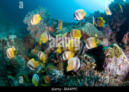 Kleins Butterflyfish alimentare Castagnole delle uova, Chaetodon kleinii, Manado, Sulawesi, Indonesia Foto Stock