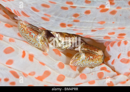 Il Granchio Porcelein nel tappeto Anemone, Neopetrolisthes maculatus, Manado, Sulawesi, Indonesia Foto Stock