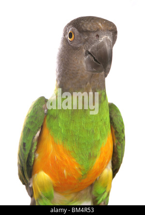 Senegal Parrot Poicephalus senegalus ritratto del singolo adulto Studio, REGNO UNITO Foto Stock