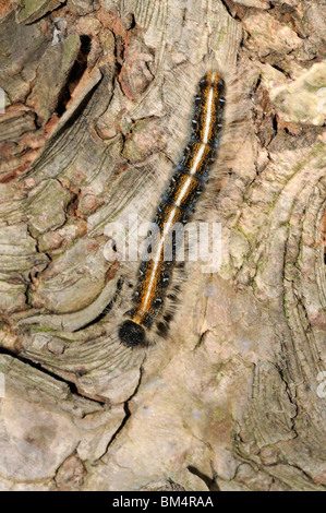 Close-up su un peloso tenda orientale bruco su un albero Foto Stock