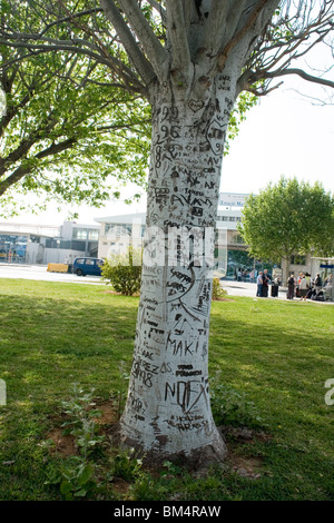 Un albero di mutilati dalle incisioni di coltello in Palma de Maiorca (Spagna). Arbre mutilé par des Inscriptions au couteau à Palma. Majorque Foto Stock