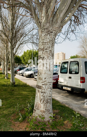 Un albero di mutilati dalle incisioni di coltello in Palma de Maiorca (Spagna). Arbre mutilé par des Inscriptions au couteau à Palma. Majorque Foto Stock