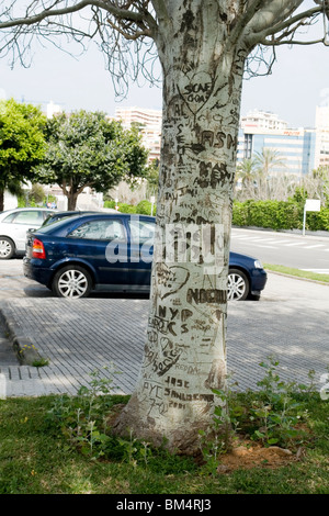 Un albero di mutilati dalle incisioni di coltello in Palma de Maiorca (Spagna). Arbre mutilé par des Inscriptions au couteau à Palma. Majorque Foto Stock