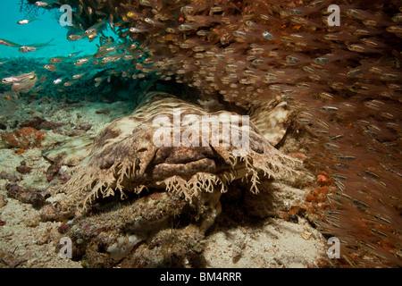 Tasselled Wobbegong, Eucrossorhinchus dasypogon Raja Ampat, Papua occidentale, in Indonesia Foto Stock