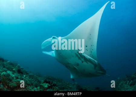 Manta e Suckerfish, Manta birostris, Echeneis naucrates Raja Ampat, Papua occidentale, in Indonesia Foto Stock