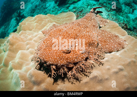 Tasselled Wobbegong, Eucrossorhinchus dasypogon Raja Ampat, Papua occidentale, in Indonesia Foto Stock