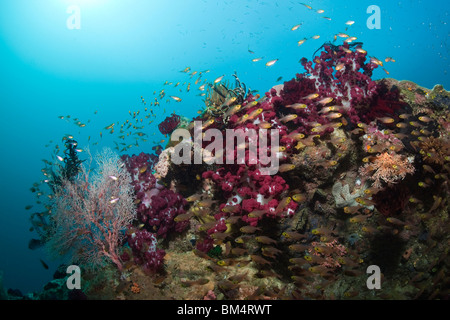 Scopa pigmeo e il rosso dei coralli molli, Parapriacanthus ransonneti, Dendronephthya sp., Raja Ampat, Papua occidentale, in Indonesia Foto Stock