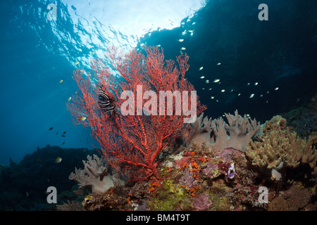 Mar Rosso ventola, Melithaea sp., Raja Ampat, Papua occidentale, in Indonesia Foto Stock