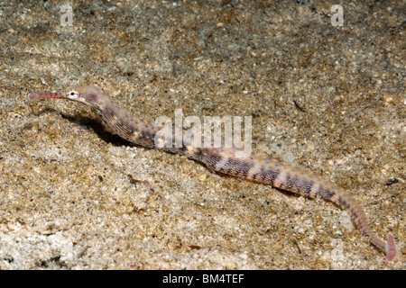 Brown-Pipefish nastrati, Corythoichthys haematopterus Raja Ampat, Papua occidentale, in Indonesia Foto Stock