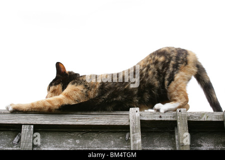 Il gatto domestico Unica femmina adulta graffi sulla recinzione Gosport, Regno Unito Foto Stock