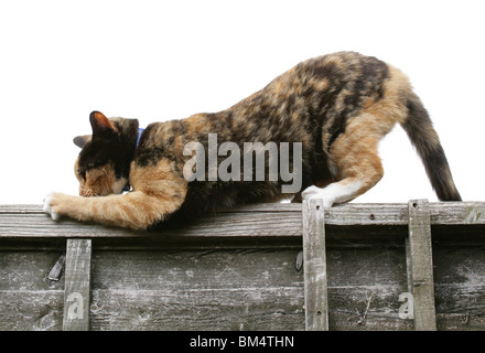 Il gatto domestico Unica femmina adulta graffi sulla recinzione Gosport, Regno Unito Foto Stock