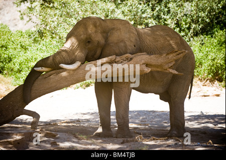 Elefante in appoggio il suo tronco su un ramo nel calore del giorno, Hoanib river, Namibia. Foto Stock