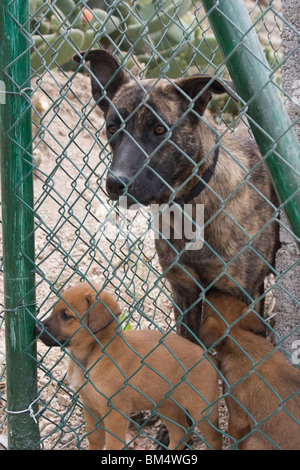 Due cani dietro una recinzione in un rifugio. Foto di Nikki Attree Foto Stock