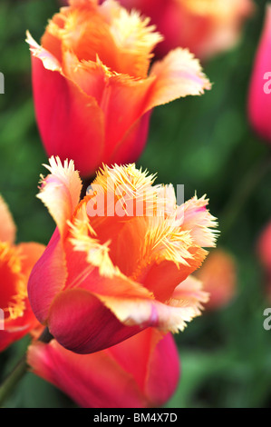 Tulipa VALBELLA Foto Stock