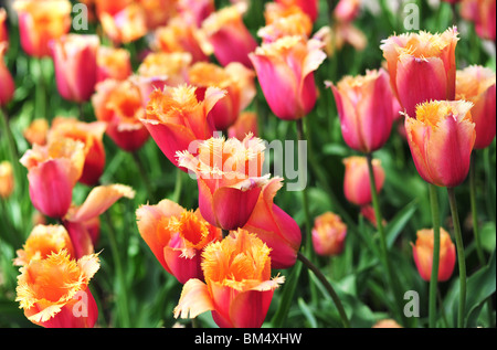 Tulipa VALBELLA Foto Stock