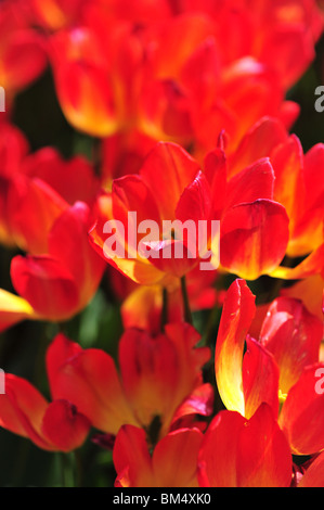 Tulipa GEORGETTE Foto Stock