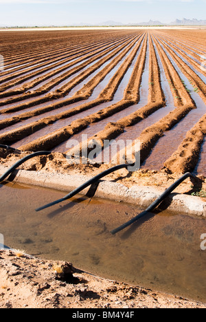 Un canale di irrigazione e sifone tubi utilizzati per l'acqua un campo in Arizona Foto Stock