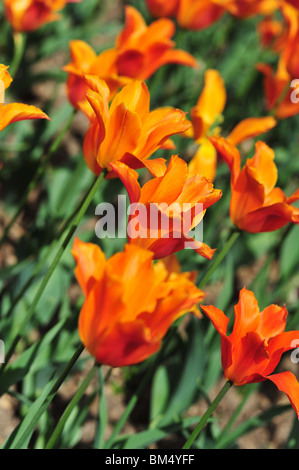 Tulip volare lontano Foto Stock