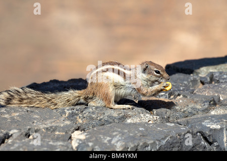 Una massa barbareschi scoiattolo (Atlantoxerus Getulus) vicino a Betancuria sull'isola delle Canarie di Fuerteventura Foto Stock