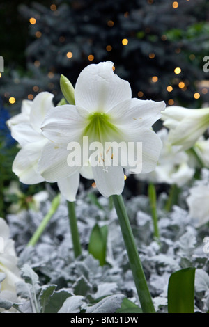 Lily, Lilium, Longwood Gardens, ex Du Pont country estate, Kennett Square, Pennsylvania, STATI UNITI D'AMERICA Foto Stock