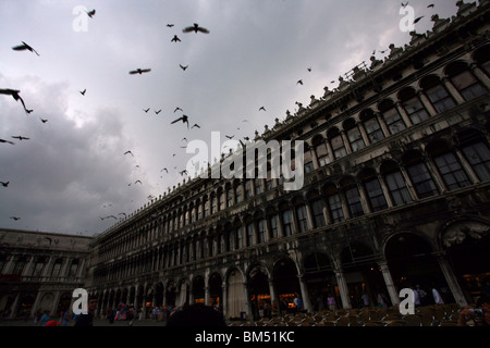 Piccioni di Piazza Sam Marco (Piazza San Marco) sono nascosti da sotto la pioggia. Venezia, Italia settentrionale. Foto Stock