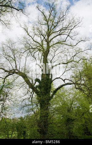 Tettuccio di alberi in un legno Foto Stock