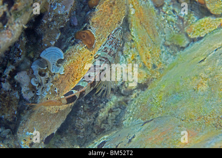 Serranus scriba Foto Stock