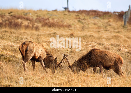 Una coppia di cervi cervi sparring vicino Applecross, Wester Ross Highlands della Scozia Gran Bretagna Regno Unito 2010 Foto Stock