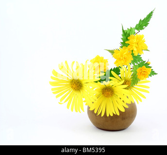 Fiori gialli in vaso Foto Stock
