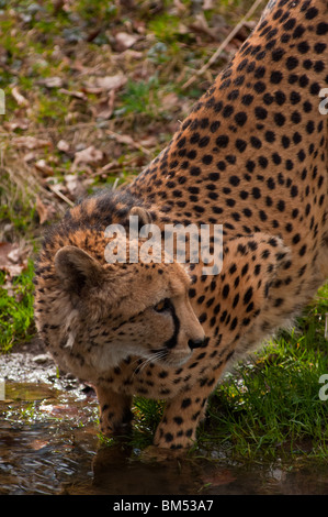 Ghepardo (Acinonyx jubatus) a Watering Hole. Foto Stock