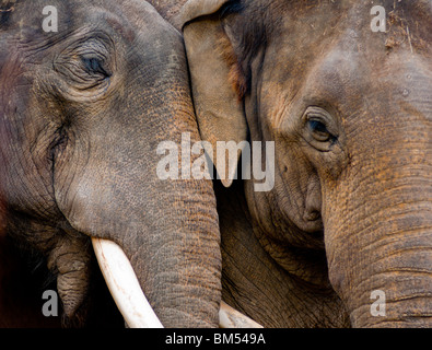 L'amore. Mostra maschio affetto di elefante femmina Foto Stock