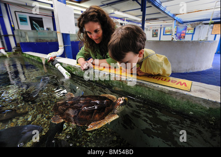 Hawskbill tartaruga marina centro di riabilitazione, Eretmochelys imbricata, hatchling, Florida, captive Foto Stock