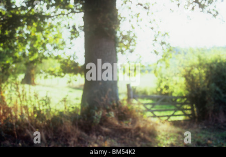 Vista impressioniste di fattoria con retroilluminazione siepi di alberi e orlo e prato soleggiato in tarda estate Foto Stock