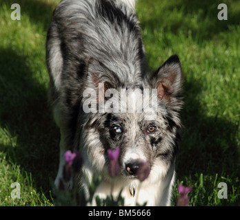 Blue Merle Collie pup in un giocoso pongono. Foto Stock