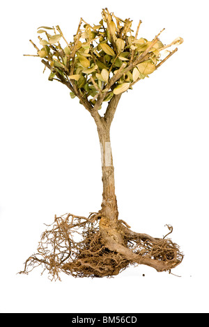Raggrinzito albero di bonsai isolare su bianco, Radici visibili Foto Stock