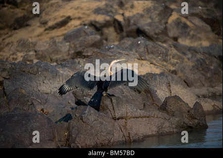 African Darter essiccamento è ali dal fiume Kunene, Namibia. Foto Stock