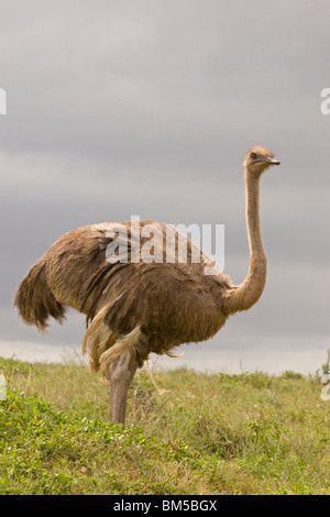 Struzzo su un prato, Sud Africa / Struthio camelus Foto Stock