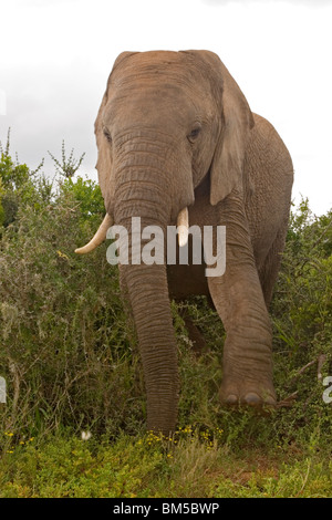 Elefante africano, Sud Africa / Loxodonta africana Foto Stock